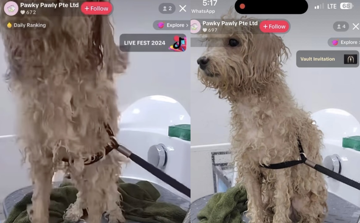 Pet grooming company apologises after leaving wet dog shivering in cold water unattended for almost 20 minutes during livestream